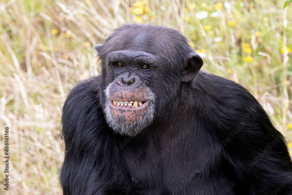 chimpanzee primate, Pan troglodytes outdoors chimpanzee primate, Pan troglodytes outdoors