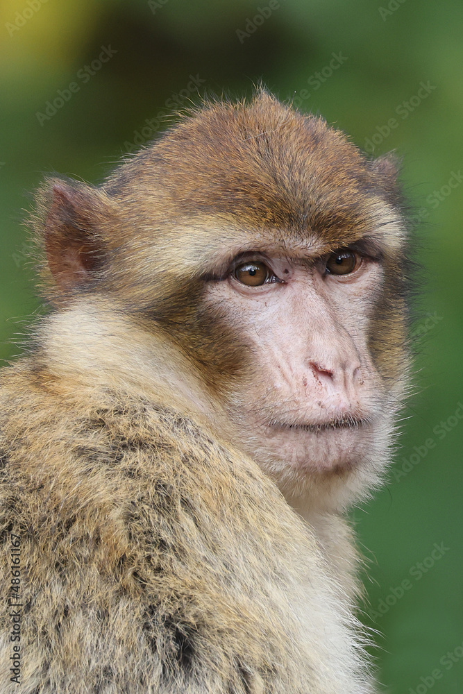 Barbary macaque, Macaca sylvanus, primate head portrait Barbary macaque, Macaca sylvanus, primate head portrait