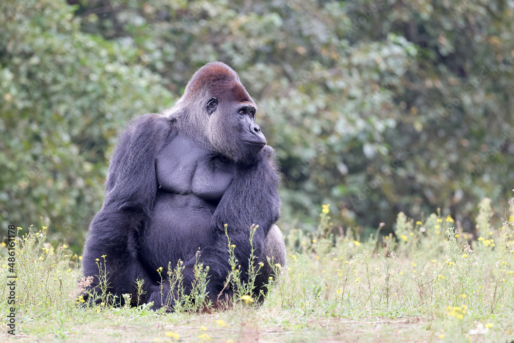 Naklejka premium big black Western Lowland gorilla in nature, primate in wildlife