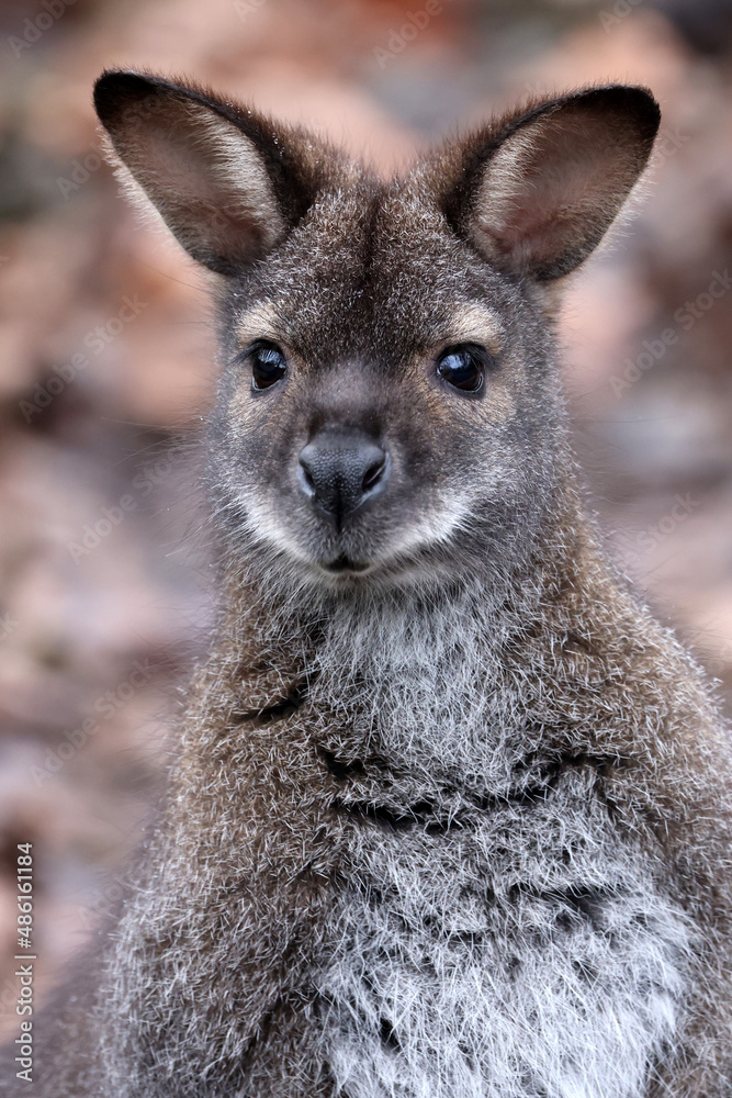 A Red-Necked Wallaby kangaroo outdoors