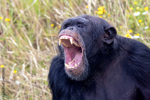 Fotobehang screaming, aggressive wild chimpanzee primate, Pan troglodytes