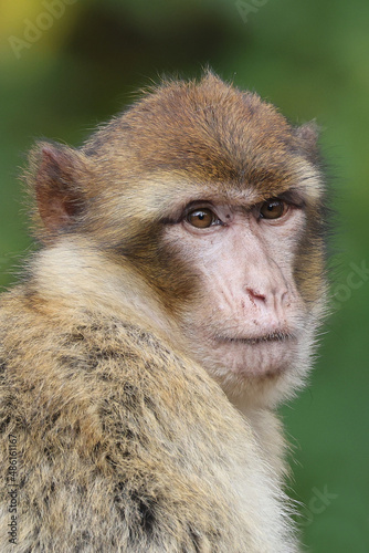 Barbary macaque, Macaca sylvanus, primate head portrait