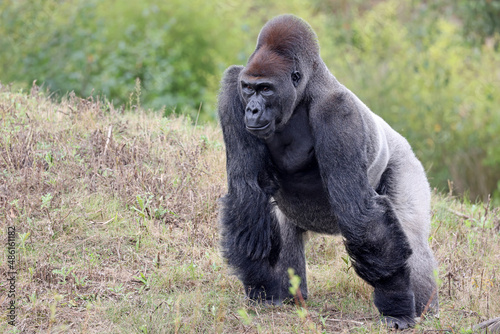 big black Western Lowland gorilla in nature, primate in wildlife photo