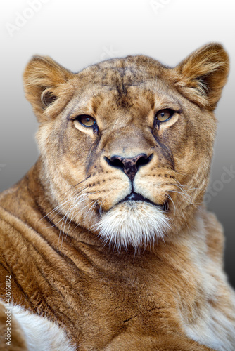 Fototapeta Naklejka Na Ścianę i Meble -  predator animal, Lioness, Panthera Leo