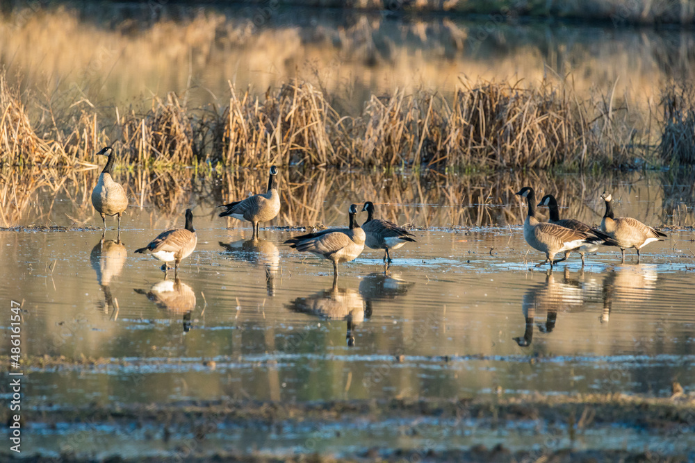 Obraz premium Canada Goose Birds in Ridgefield National Wildlife Refuge, Washington State