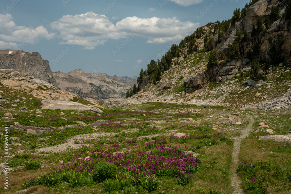Purple Flowers Bloom In Summer Along Avalanche Divide Trail