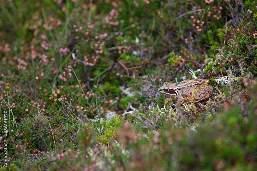 frog on the ground Cairngorms National Park Scotland frog on the ground Cairngorms National Park Scotland