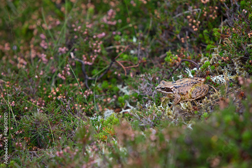 frog on the ground Cairngorms National Park Scotland 