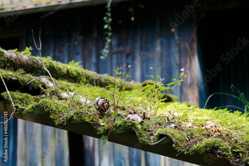 Alte Hütte mit Moos und Gräßern bewachsen photo