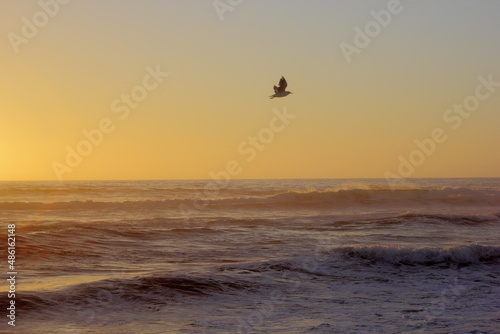 gaviota volando sobre el mar en la puesta de sol