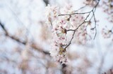 Cherry blossom of Kaizu-osaki taken with old lens
