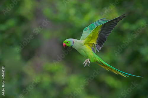 Fototapeta ring necked parakeet london hyde park