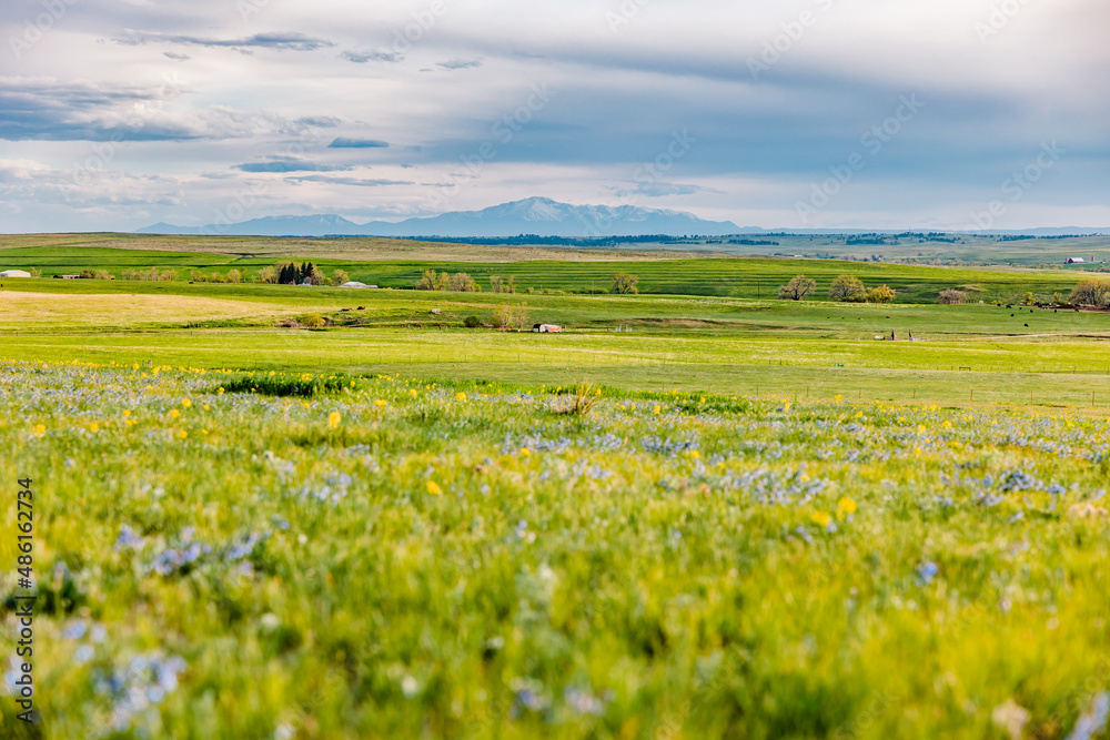 Green Wildflower Field with Mountain Green Wildflower Field with Mountain
