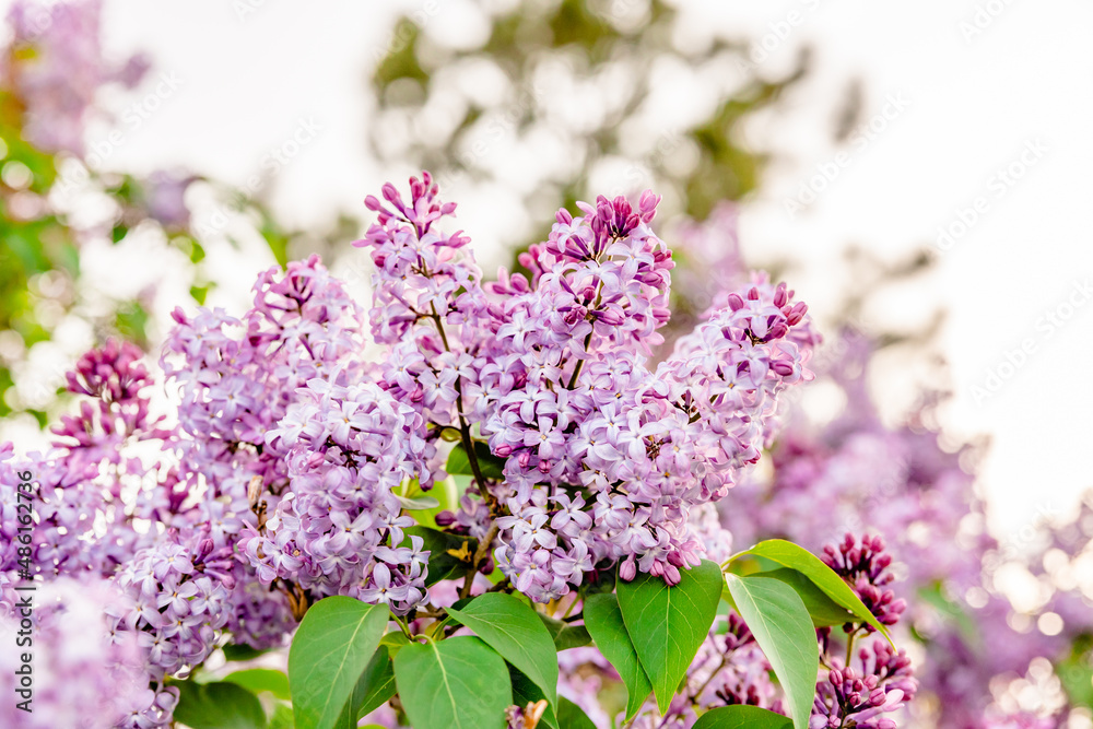 Fototapeta premium Purple Lilac Flower Close Up
