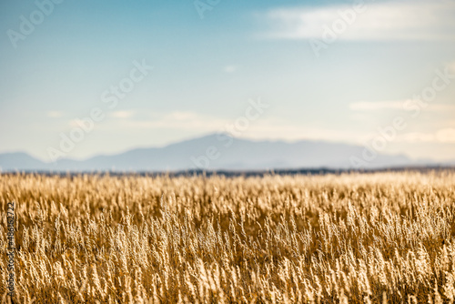 Grassy Field with Pike's Peak and Blue Skies photo