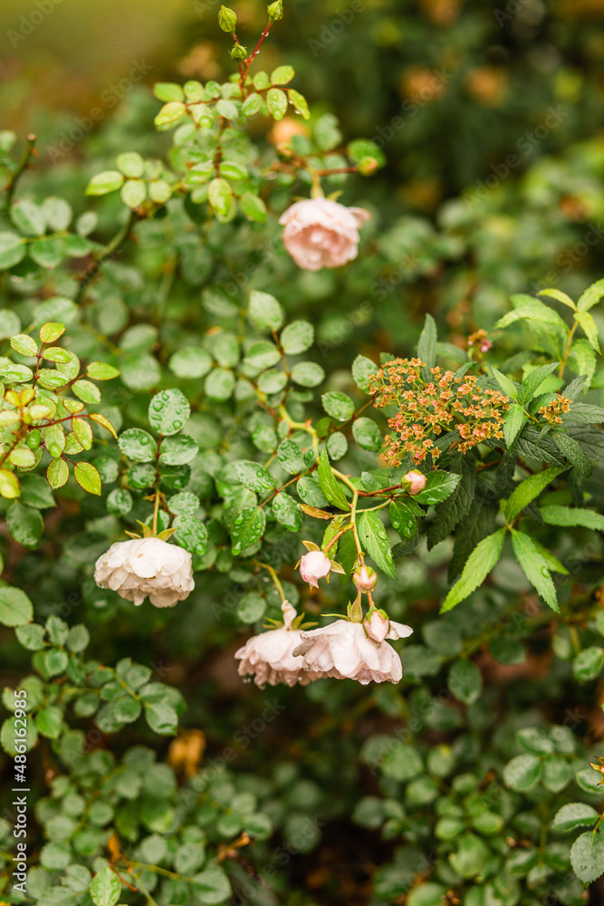 Rose Bush With Rain Drops Rose Bush With Rain Drops