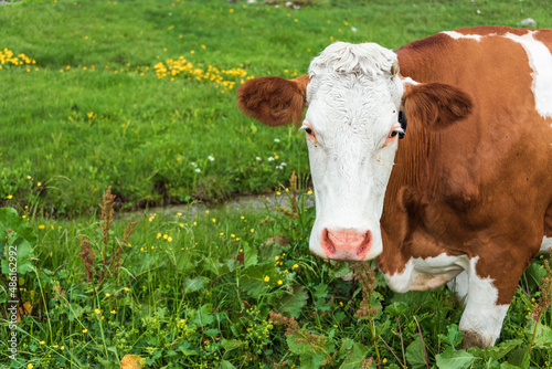 Alpine brown and white cow on green field of wildflowers in the scenic mountains Alps of Austria.