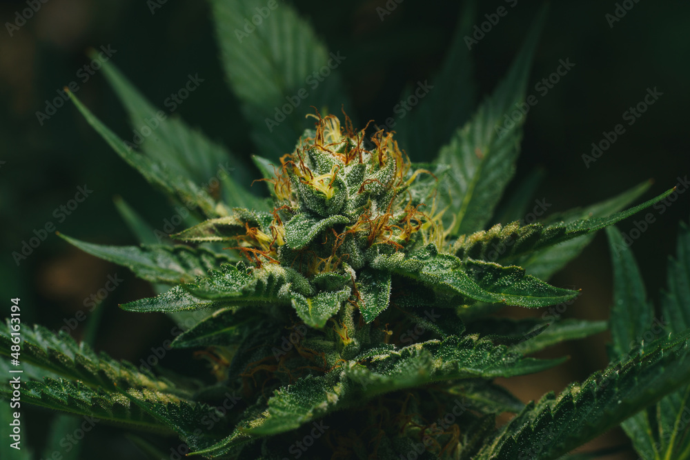close up shot of marihuana bud blooming close up shot of marihuana bud blooming