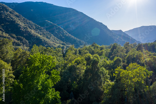 Forest in the mountains