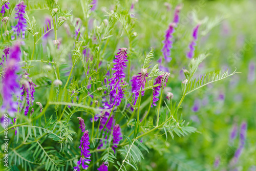 Purple flowers of hairy vetch vicia villosa on sunny summer day
