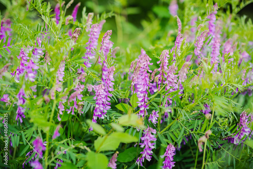 Purple flowers of hairy vetch vicia villosa on sunny summer day photo