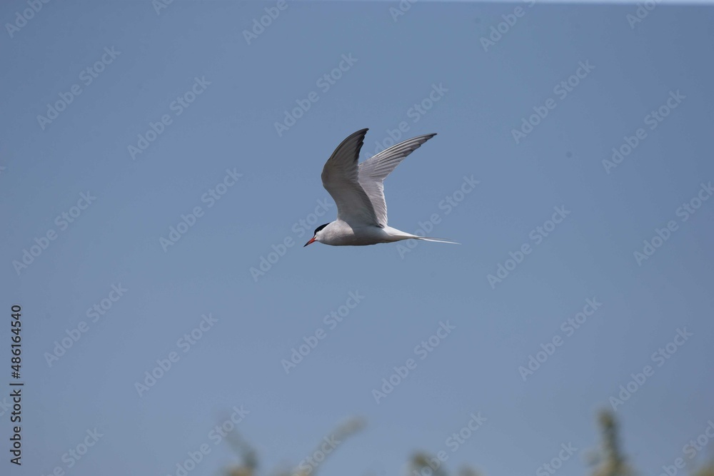 Fototapeta premium Artic Turn in Flight