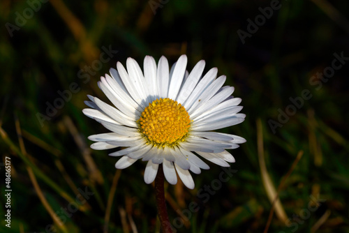 white daisy flower