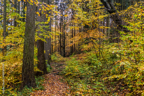 Autumn view of a forest path at Andrluv Chlum mountain near Usti nad Orlici, Czech Republic photo