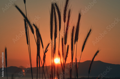 sunset on the sea behind grass