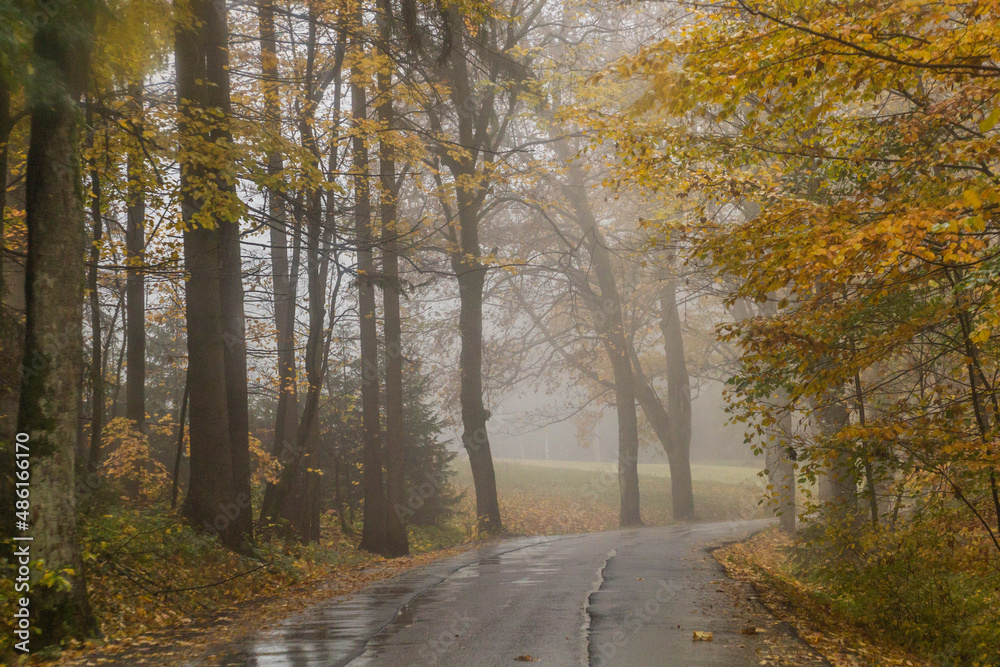 Fototapeta premium Autumn view of a road near Letohrad, Czech Republic