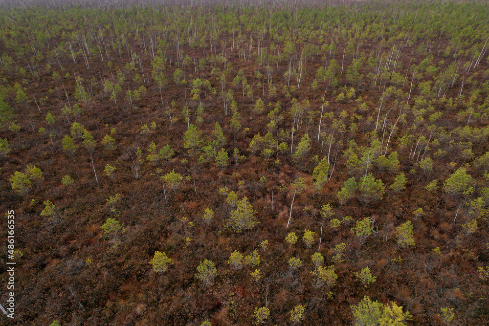 Obraz premium Swamp with small spruce and pine trees. Wild mire landscape. East European swamps and Peat Bogs. Ecological reserve in wildlife. Marshland at wild nature. Swampy land and wetland, marsh, bog. 