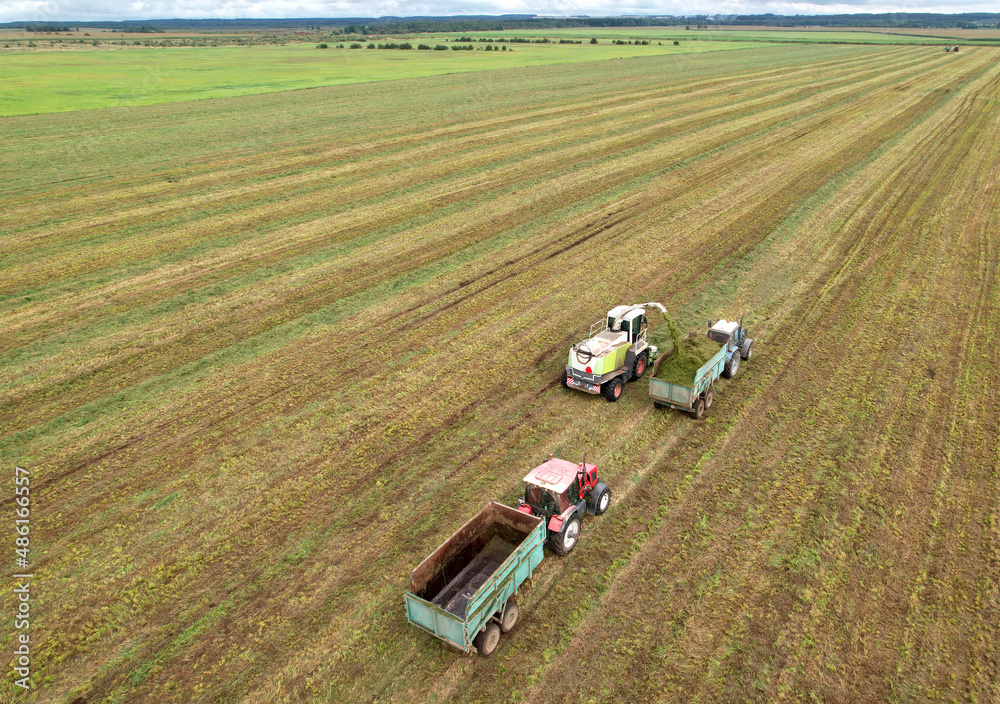 Cutting grass silage at field. Forage harvester on grass cutting for silage in field. Self