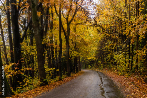 Autumn view of a road near Letohrad  Czech Republic