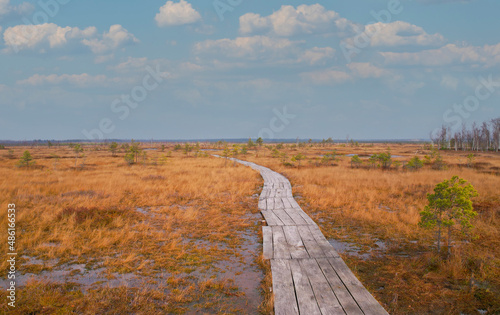 Swamp Yelnya in autumn landscape. Wild mire of Belarus. East European swamps and Peat Bogs. Ecological reserve in wildlife. Marshland at wild nature. Swampy land and wetland  marsh  bog.