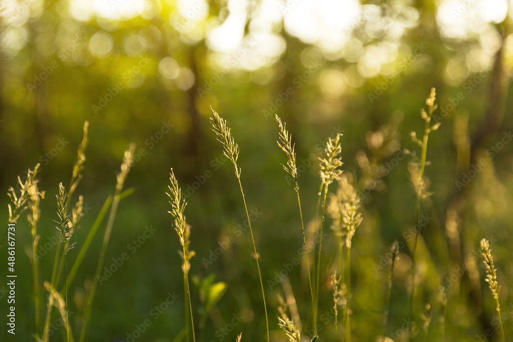 Grass in evening sunset with yellow orange sunlight close up. Nature blurred abstract background with sun bokeh	
