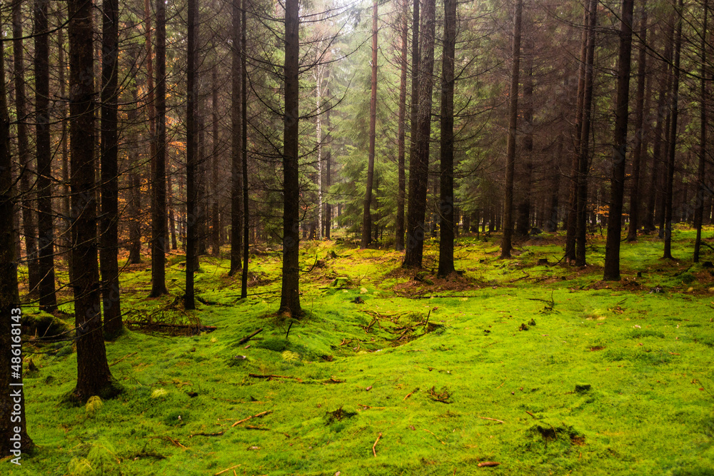 Obraz premium Moss covered forest in the Czech Republic