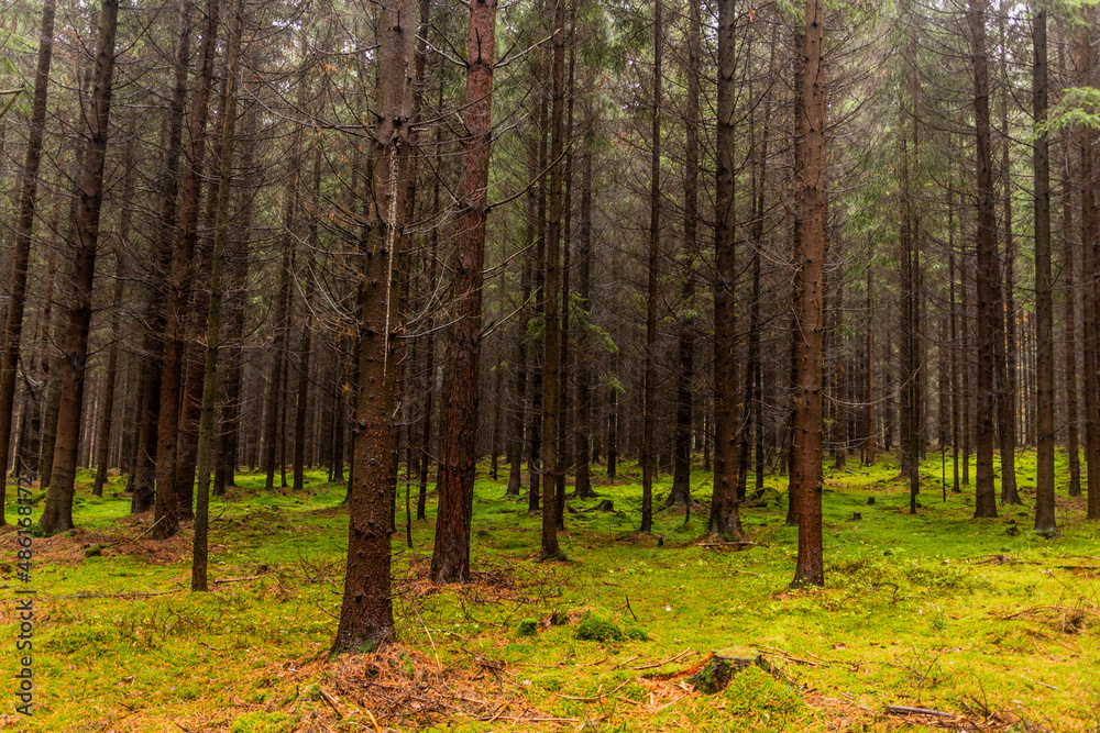 Moss covered forest in the Czech Republic Moss covered forest in the Czech Republic