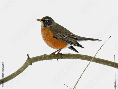 American Robin perched on tree branch in winter © FotoRequest