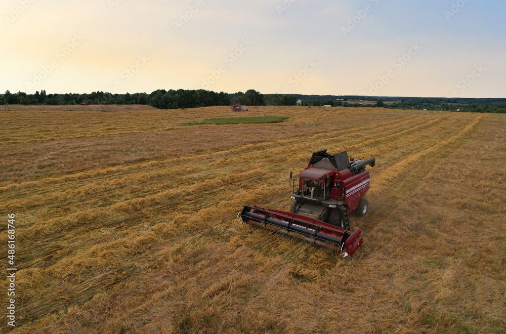 Fototapeta premium Spring wheat harwesting. Wheat and corn markets react in crisis world’s breadbasket. Wheat import, maize (corn), soybeans. Global crop prices in food crisis. Global food inflation and hunger. 
