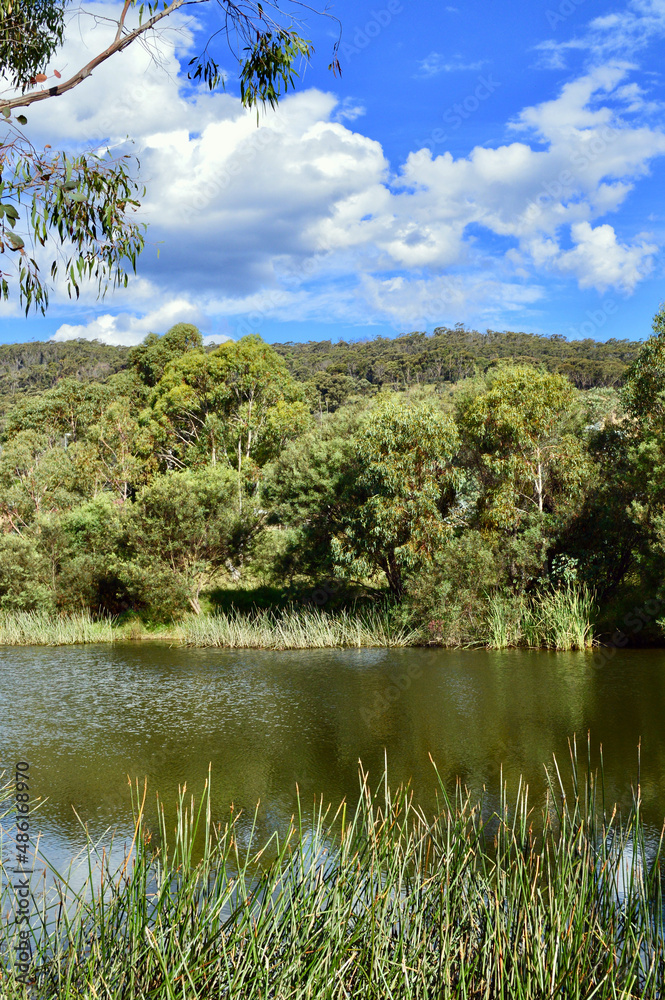 Fototapeta premium lake in the forest