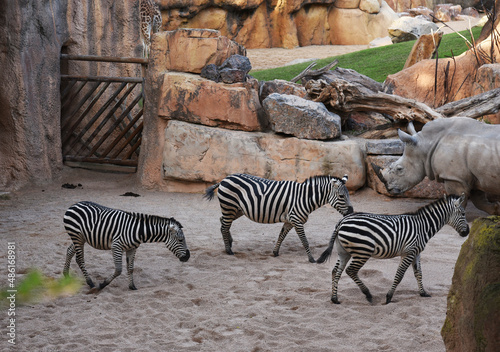 Zebra and ostrichin in natural environment in wild habitats. Wild African striped horse and Animals in Equatorial Forest  Savannah  Madagascar and Wetlands. Black and white zebras in nature landscape.