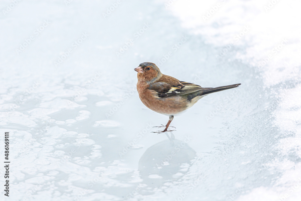 Portrait of a chaffinch in the winter outdoors Portrait of a chaffinch in the winter outdoors