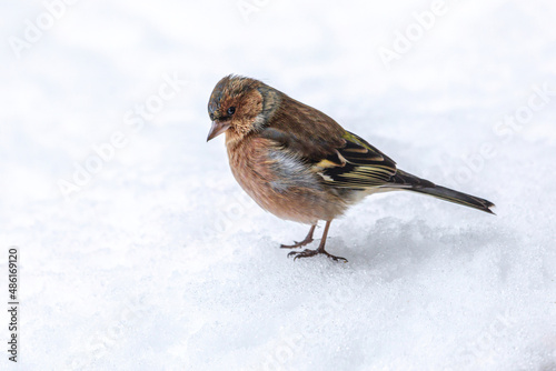 Portrait of a chaffinch in the winter outdoors © Annabell Gsödl