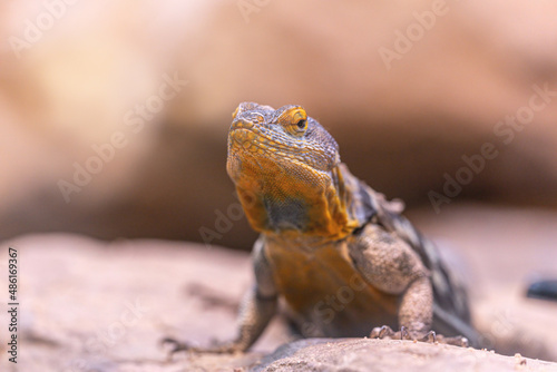 Close-up portrait of a lizard in a terrarium