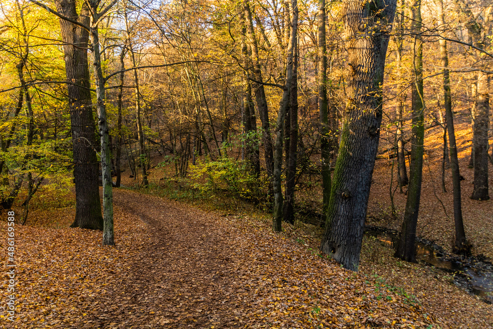 Obraz premium Autumn view of a forest path in Kunraticky forest in Prague, Czech Republic