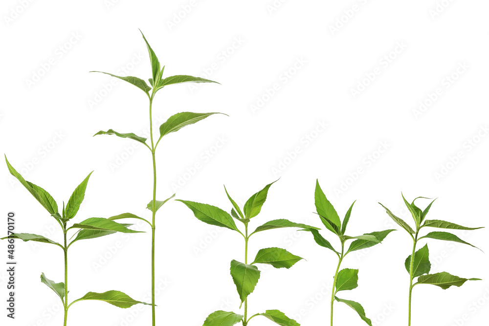 Young green plants in line, isolated on white background  