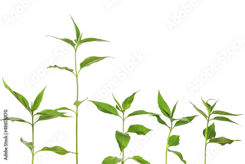Young green plants in line  isolated on white background  