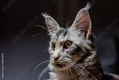 Portrait of a young Maine Coon cat