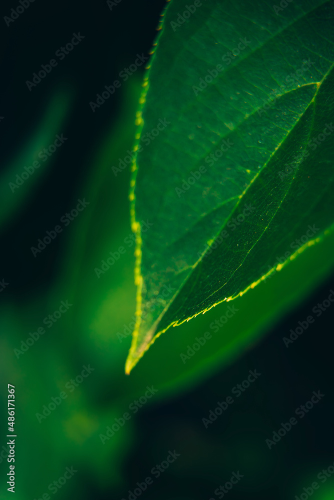 Obraz premium Macro closeup green leaves texture shot of small plant
