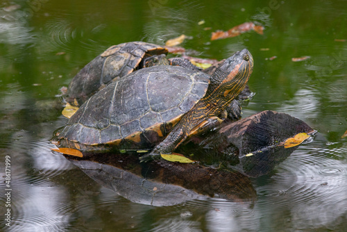 South American freshwater tropical turtle on the ground outside the lagoon.